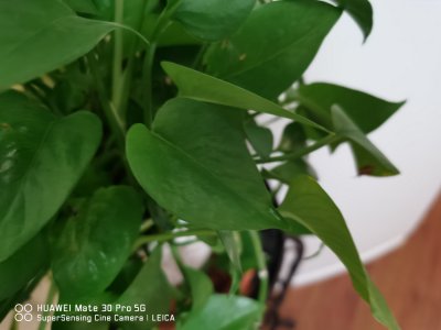 綠蘿爆盆技巧 淘米水澆灌全攻略